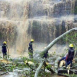 On Sunday, a massive tree felt on students who were on a trip while swimming, killing almost 17 of them.